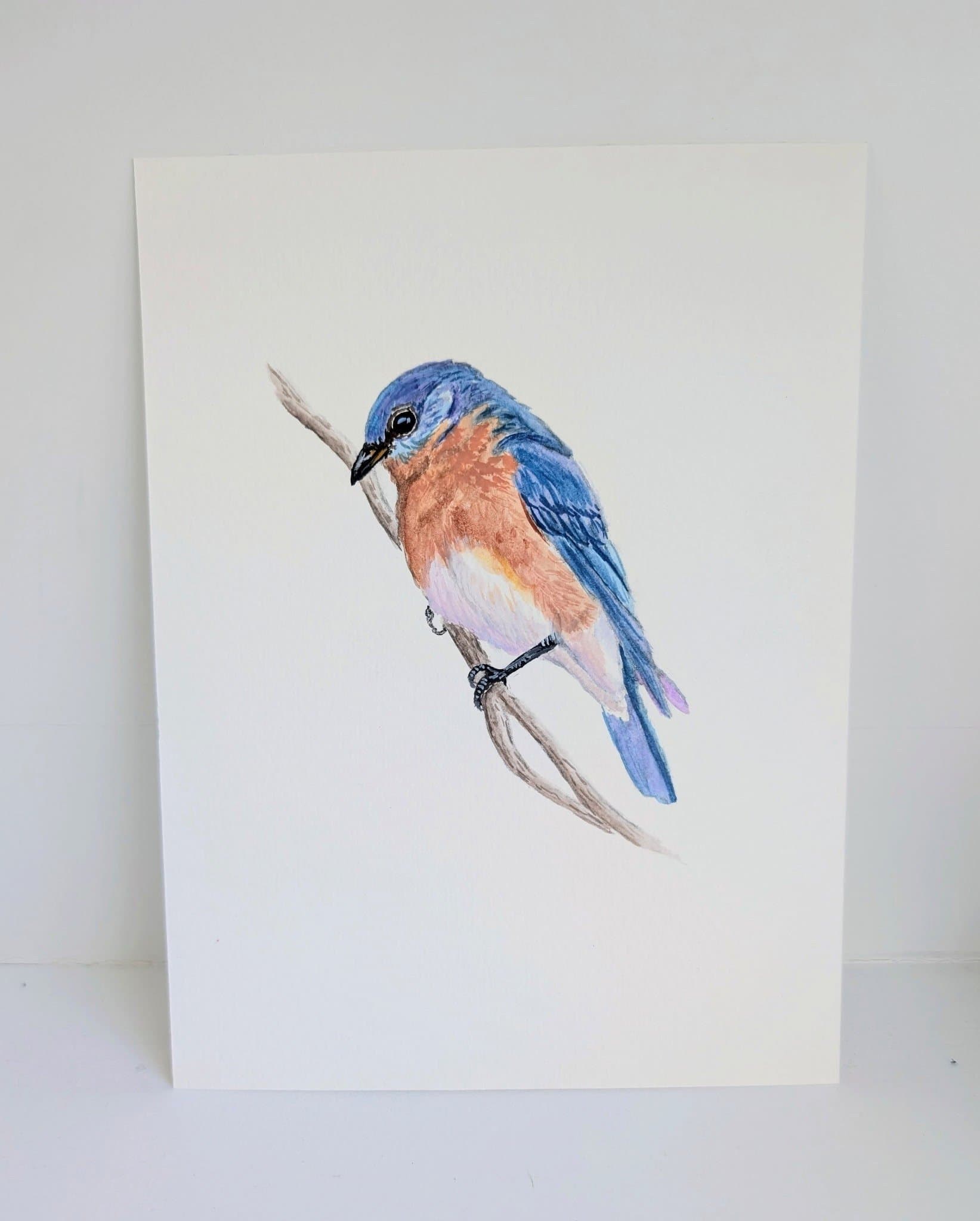 Eastern Bluebird by Christina Bias