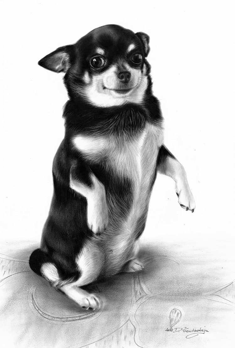 Gizma - Chihuahua in oils by Danguole Serstinskaja